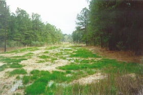 Webster Parish site during restoration growing season with early vegetation