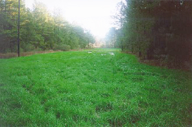 Webster Parish site after treatment, completely restored with full vegetation