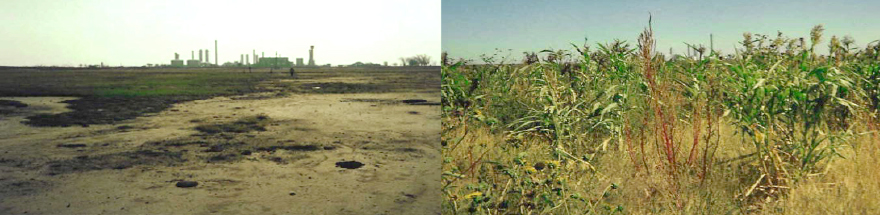 Grant County, Kansas site before restoration and completely restored after ReNew treatment