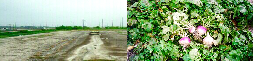 Harris County, Texas site before restoration and completely restored with native grass and turnips